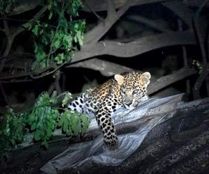 Maharashtra forest department to create leopard rescue teams for the state