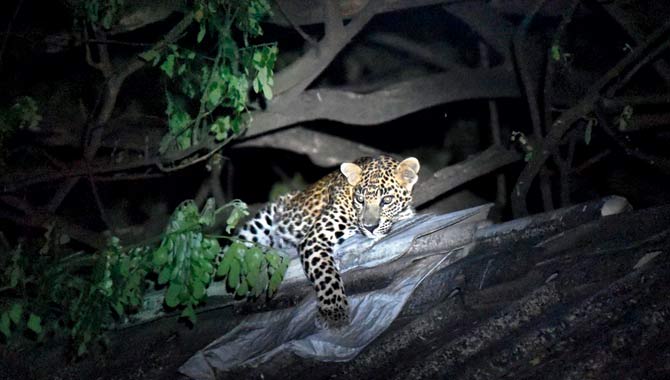 A leopard seen in Aarey Colony last year. File Pic