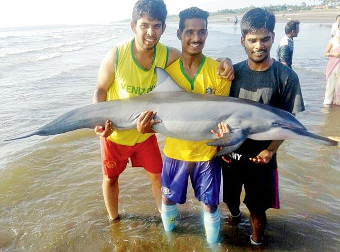 In 2013 and 2014, numerous marine creatures were washed ashore between Colaba and Versova