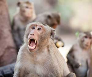 13 monkeys die in fire at UK safari park attraction