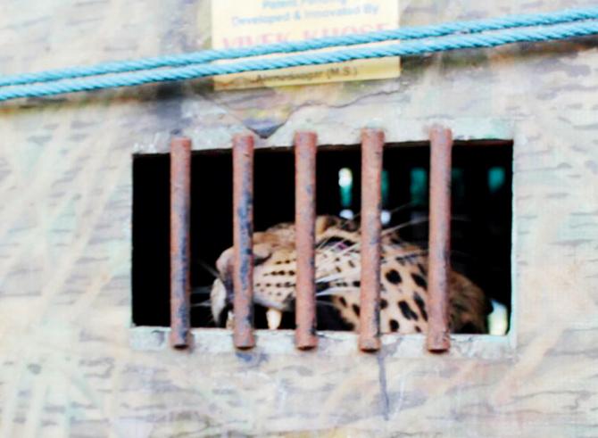 The rescuers managed to coax the leopard into the cage and cut the wire