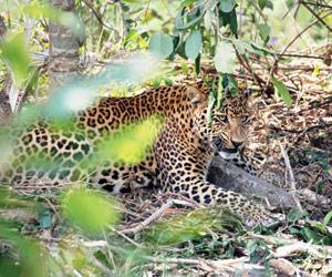 Leopard trapped in wire snare freed after two-hour rescue operation in Dahanu