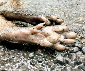 New mobile app helps report wildlife road kills in India