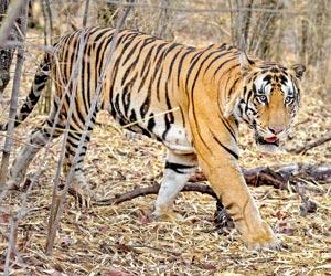 3-year-old tiger 'vanishes' after travelling 135 km to Vidarbha forest