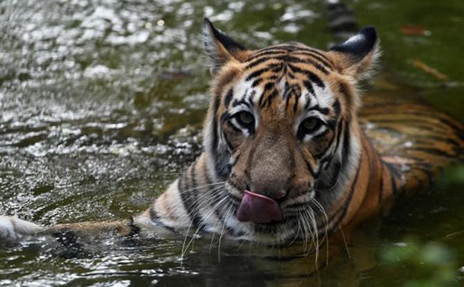 Tiger rescues itself from ditch