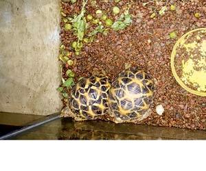 Mumbai Crime: Two tortoises rescued from Mulund pet shop