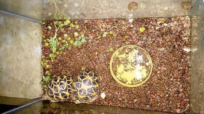 The tortoises rescued by cops and animal rights activists