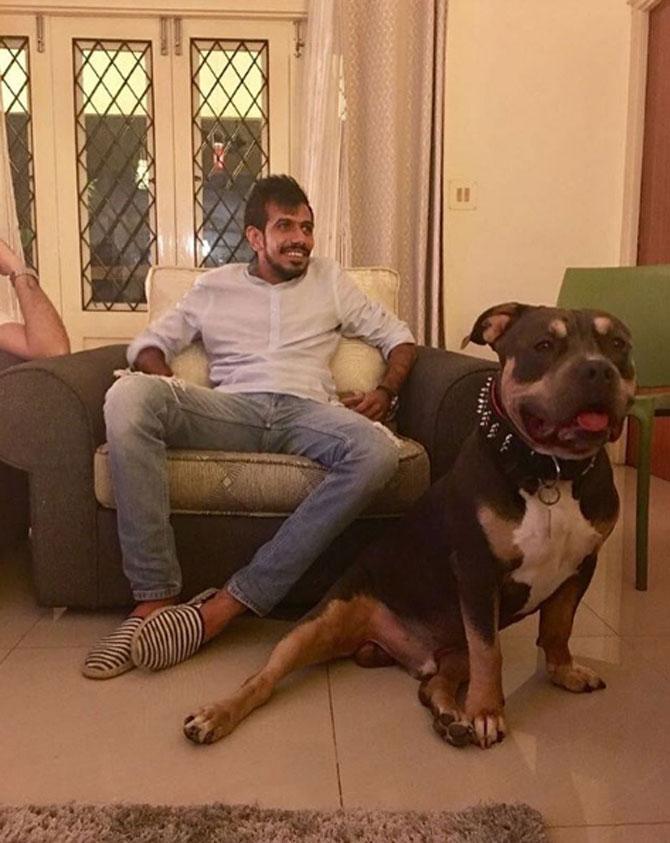 Yuzvendra Chahal shared a picture with a rather large pit-bull, he captioned ,Jay zzzz why you so big ? #Lastnight#doglover 