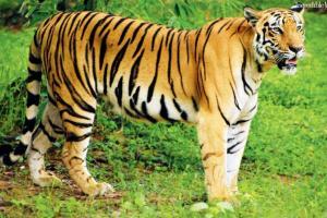 Fishermen hound Royal Bengal tiger in Sunderbans