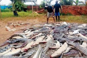 Angry mob slaughters 'hundreds' of crocodiles in revenge attack