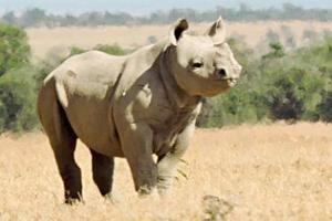 Aw! Baby rhino named Dia Mirza