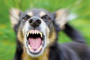Dogs maul woman to death in Uttar Pradesh's Kushinagar district