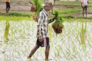 Rajnath Singh: Farmers to earn 50 percent profit over cost of production