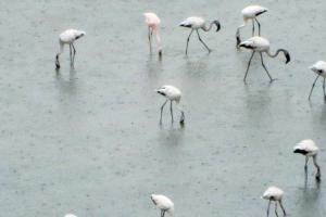 Mumbai: Five arrested for poaching flamingoes in Malad wetlands
