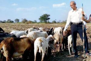 Mumbai: Exports got their goat?