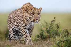 Leopard kills man near Rajaji Tiger Reserve; creates terror among residents