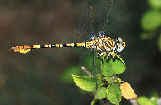 Common Hook-Tail, Paragomphus lineatus (Selys) commonly found near streams, rivers, ponds and lakes