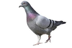 Pigeons causing nuisance leaves Punekars with lung infections and asthma