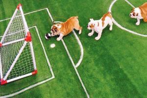 FIFA World Cup 2018: Ease your pressure with puppies