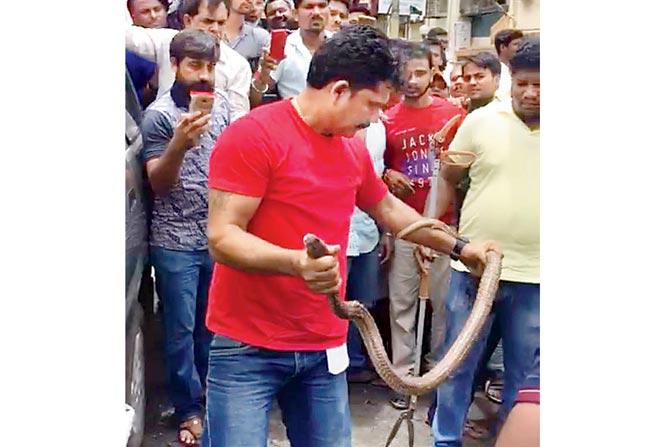 The Cobra that was found in the dashboard of a two-wheeler