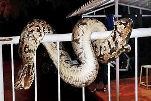 Vasai-Virar Floods: Python looks for dry ground, as Cobra hides in bike's dashbo