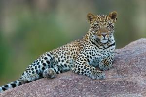 Mumbai: Man tries to save dog, gets attacked by leopard in Mulund