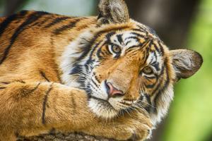 17-year old tiger stops consuming food in Lucknow