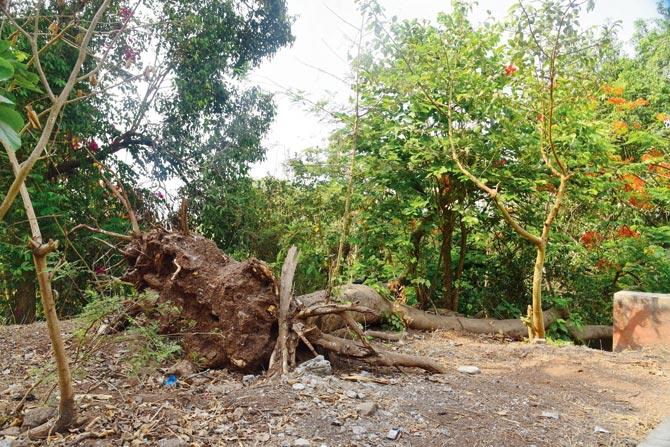 Old, decayed trees, uprooted because of heavy rainfall, broken steps