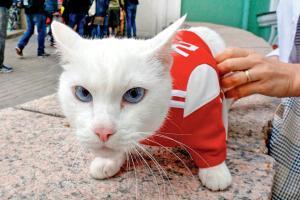 Achilles, the cat is World Cup football's soothsayer