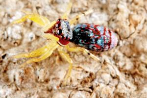 Mumbai researcher rediscovers female of a jumping spider species