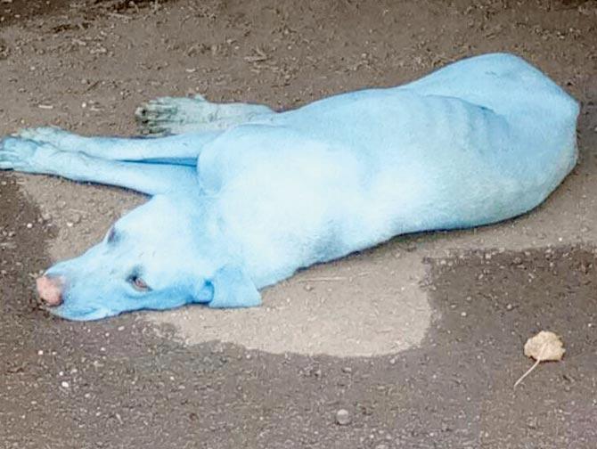 In August last year, dogs that waded in Kasadi river, had mysteriously turned blue. Pic/Arati Chauhan Via Facebook