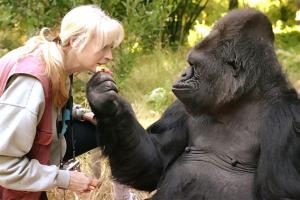 Gorilla Koko who mastered sign language dies
