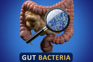 How gut bacteria helps keep immune system healthy
