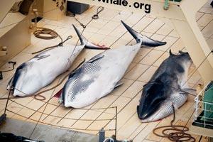 Japan whale hunt killed 122 pregnant minkes