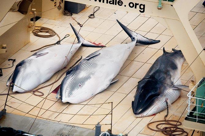 Japan killed 333 minke whales during an annual whaling expedition at Tokyo. Dozens of immature whales were among those killed. Pic/AP