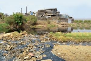 Why birds flying over river in Taloja mysteriously drop dead