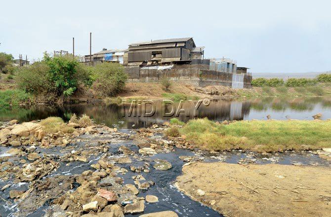 Kasadi river was once a fishing haven, boasting of 45 varieties of fish, but in 2013 it was declared 