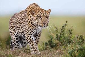Estate workers stage protest after leopard attacks woman in Tamil Nadu