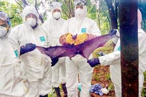 Kerala Health minister: Second outbreak of Nipah virus likely