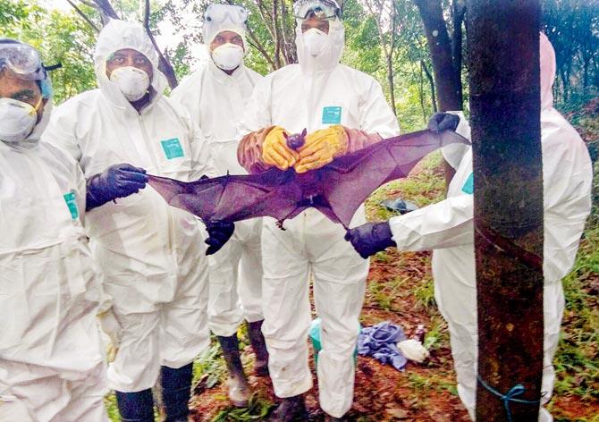 A fruit-eating bat was caught by an expert group, for the study of the spread of Nipah virus at Perambra, on Wednesday. Pic/PTI