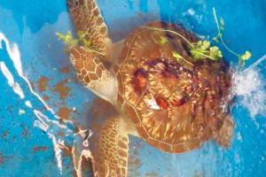 Mumbai: Taraporewala's last turtle fights for life