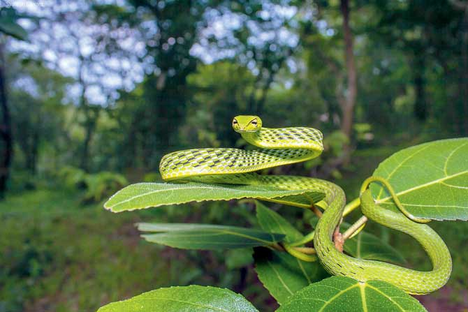 Vine snake