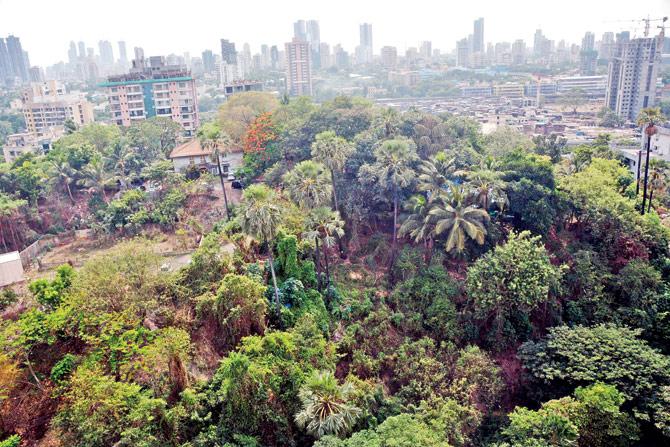 An aerial view of the hillock in Wadala where anti-social elements gather. Pic/Sayyed Sameer Abedi