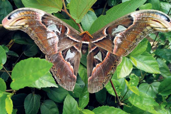 atlas moth