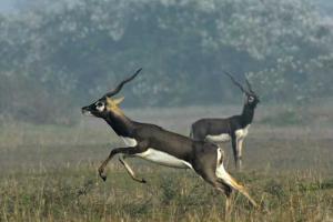 Madhya Pradesh: Man arrested for killing blackbuck