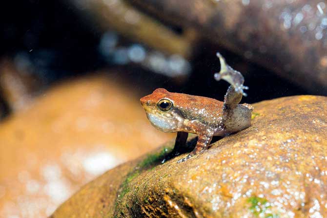 Dancing frog