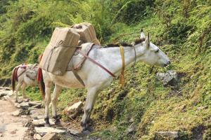 Donkeys stolen, skinned to feed Chinese demand