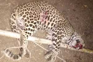 Pune: Did villagers assault leopard that died due to 'dog attack'?