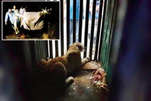 Mumbai: How these rescuers thought like a leopard to trap the big cat