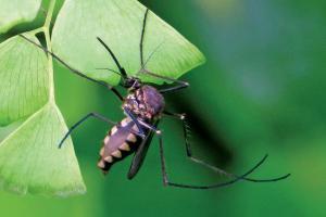 24 malaria, 23 dengue cases reported in Delhi